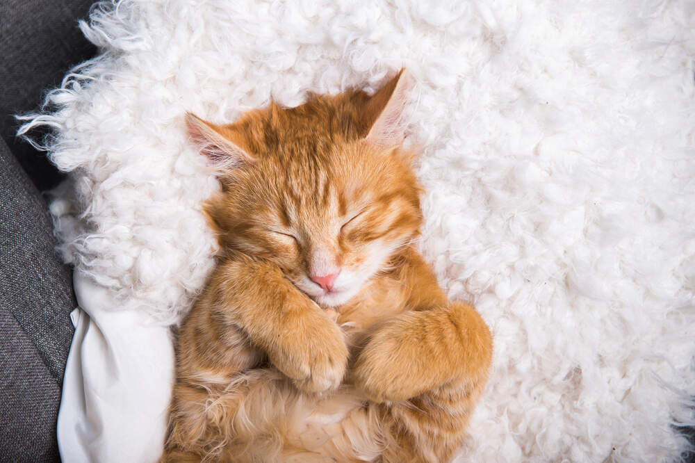 sovande katt
