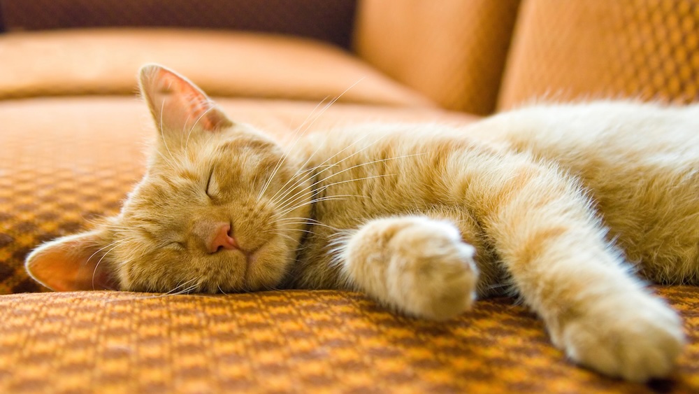sovande katt